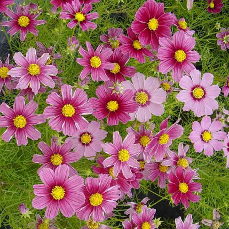 Cosmos bipinnatus "Antiquity"